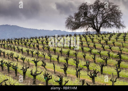 Paesaggio in Sonoma Valley all'inizio della primavera, California Foto Stock