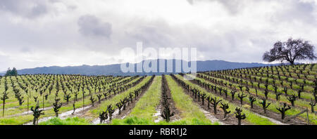 Vista panoramica di un vigneto di Sonoma Valley all'inizio della primavera, California Foto Stock