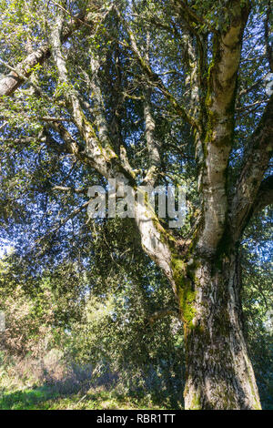 Grande Live Oak tree, California Foto Stock