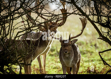 Daini bucks incrocio sotto una siepe nel West Sussex, in Inghilterra Foto Stock