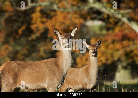 Cervi nel West Sussex, in Inghilterra Foto Stock