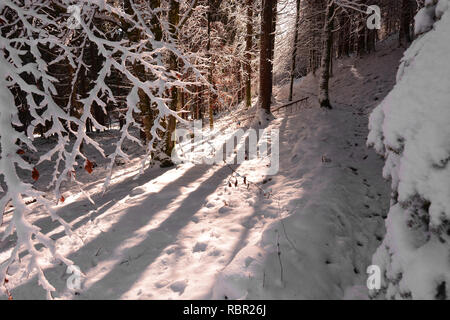 Arriva la primavera e si scioglie la neve nelle foreste Foto Stock