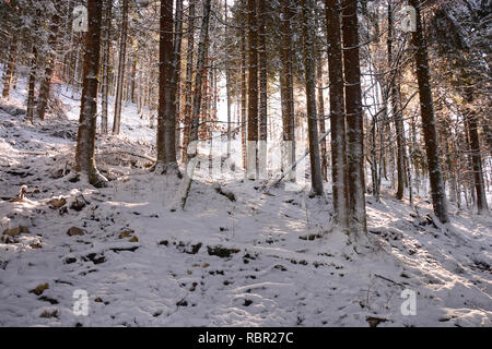 Arriva la primavera e si scioglie la neve nelle foreste Foto Stock