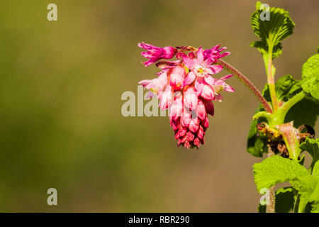 Fioritura rosa del ribes (Ribes sanguineum glutinosum), California Foto Stock