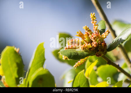 Coast Live Oak foglie e infiorescenza (Quercus agrifolia), California Foto Stock