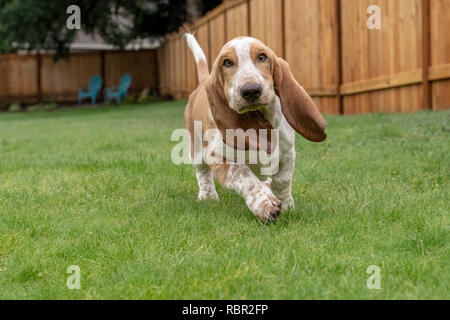 Renton, Washington, Stati Uniti d'America. Cinque mesi di età Basset Hound cucciolo 'Elvis' in esecuzione nel suo cortile. Foto Stock