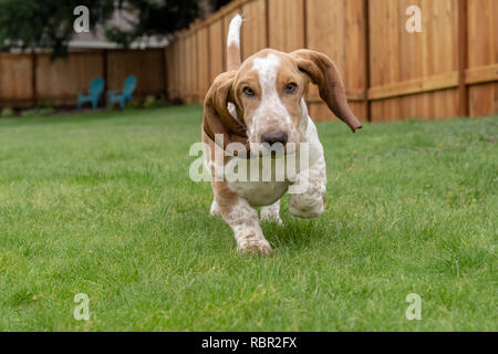 Renton, Washington, Stati Uniti d'America. Cinque mesi di età Basset Hound cucciolo 'Elvis' in esecuzione nel suo cortile umido, causando perdite di acqua per essere gettato. Foto Stock