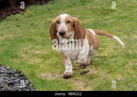 Renton, Washington, Stati Uniti d'America. Cinque mesi di età Basset Hound cucciolo 'Elvis' in esecuzione nel suo cortile. Foto Stock