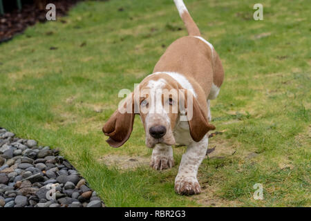 Renton, Washington, Stati Uniti d'America. Cinque mesi di età Basset Hound cucciolo 'Elvis' in esecuzione nel suo cortile. Foto Stock