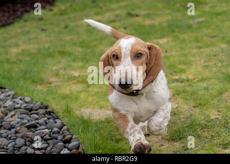 Renton, Washington, Stati Uniti d'America. Cinque mesi di età Basset Hound cucciolo 'Elvis' in esecuzione nel suo cortile. Foto Stock