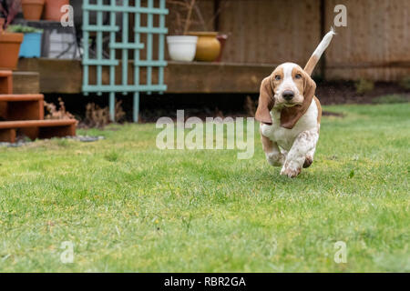 Renton, Washington, Stati Uniti d'America. Cinque mesi di età Basset Hound cucciolo 'Elvis' in esecuzione nel suo cortile umido, causando perdite di acqua per essere gettato. Foto Stock