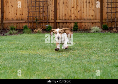 Renton, Washington, Stati Uniti d'America. Cinque mesi di età Basset Hound cucciolo 'Elvis' in esecuzione nel suo cortile umido, causando perdite di acqua per essere gettato. Foto Stock