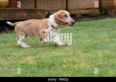 Renton, Washington, Stati Uniti d'America. Cinque mesi di età Basset Hound cucciolo 'Elvis' in esecuzione nel suo cortile. Foto Stock