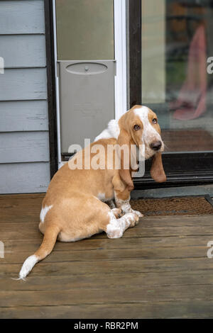 Renton, Washington, Stati Uniti d'America. Cinque mesi di età Basset Hound cucciolo 'Elvis' che vogliono essere lasciate all'interno. Foto Stock