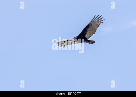 Myakka River State Park, Florida, Stati Uniti d'America. La Turchia Vulture battenti. Foto Stock