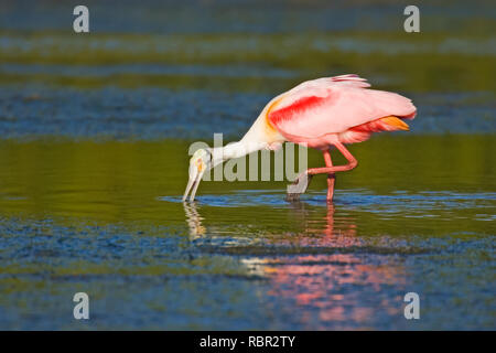 Poco Estero Laguna in Fort Myers Beach, Florida, Stati Uniti d'America. Roseate Spoonbill alimentazione con una riflessione. Foto Stock