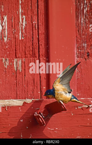 Don Edwards San Francisco Bay National Wildlife Refuge, California, USA. Barn Swallow di atterraggio su un fienile cerniera, con le sue ali verso l'alto. Foto Stock