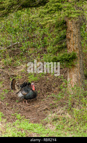 Bozeman, Montana, USA. Maschio Wild Turchia la visualizzazione di due galline che sono nelle vicinanze. Foto Stock