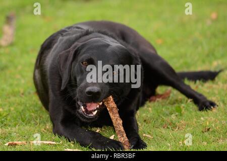 Basso angolo di visione di un giovane nero Labrador masticare un bastone Foto Stock