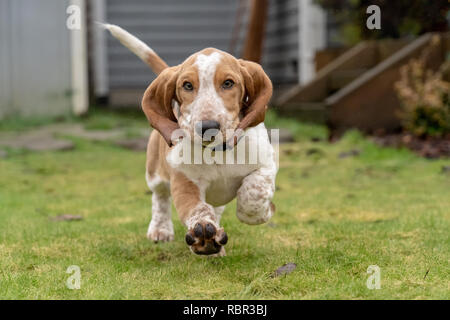 Renton, Washington, Stati Uniti d'America. Tre mesi di età Basset Hound 'Elvis' in esecuzione nel suo cortile, con acqua schizzare fuori l'erba bagnata. (PR) Foto Stock