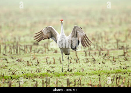 Fiume Cosumnes preservare, California, Stati Uniti d'America. Sandhill gru facendo danza di corteggiamento in un havested campo di mais. Foto Stock