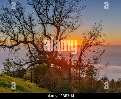 Tramonto, California Live Oak, Los Padres National Forest, Big Sur, Monterey County, California Foto Stock