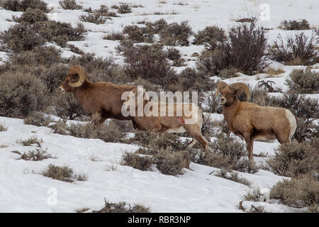 Rocky Mountain Bighorn a piedi attraverso la neve in Curecanti National Recreation Area vicino a Gunnison, Colorado. Foto Stock