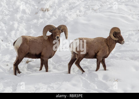 Rocky Mountain Bighorn a piedi attraverso la neve in Curecanti National Recreation Area vicino a Gunnison, Colorado. Foto Stock