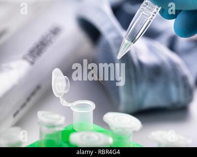 Lo scienziato forense prendendo un campione di capelli per il test del DNA (acido desossiribonucleico) da capi di abbigliamento da una scena del crimine. Foto Stock