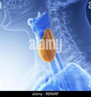 Illustrazione della tiroide. Foto Stock