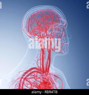 Illustrazione dei vasi sanguigni della testa. Foto Stock