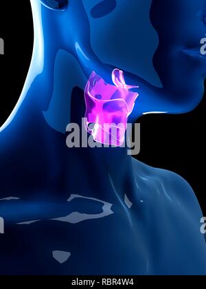Illustrazione della laringe umana. Foto Stock