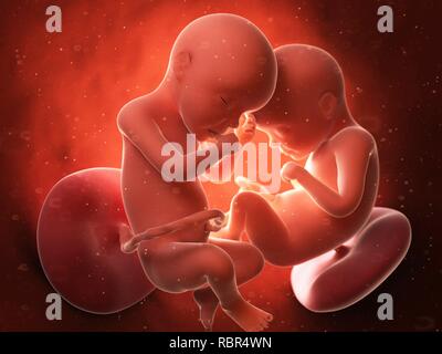 Illustrazione di due gemelli nel grembo. Foto Stock