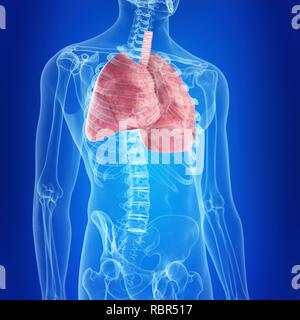 Illustrazione dei polmoni umani. Foto Stock