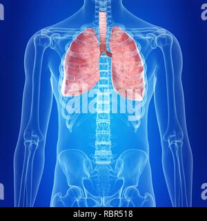 Illustrazione dei polmoni. Foto Stock
