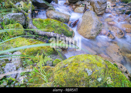 Naturale di acqua fresca pulita fluisce attraverso e intorno al granito bolders attraverso lussureggianti Nuova Zelanda bush. Foto Stock