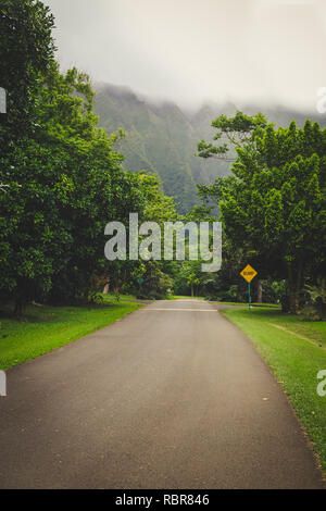 Strada nel giardino botanico su nebbioso giorno, Oahu Island, Hawaii Foto Stock