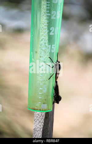 Rapinatore vola coniugata (Asilidae) sul manometro di pioggia Foto Stock