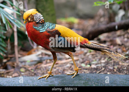 Golden maschio o Fagiano Fagiano cinese Chrysolophus pictus bird Foto Stock
