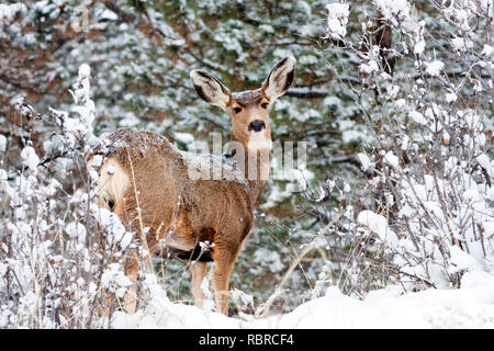 Mule Deer brave un freddo Colorado tempesta di neve. Foto Stock