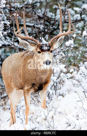 Mule Deer brave un freddo Colorado tempesta di neve. Foto Stock