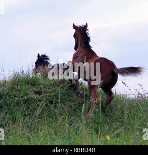 Puledro è giocare con sua madre Foto Stock