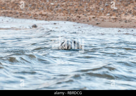 Grigio maschio guarnizione, Halichoerus grypus, nuoto off Blakeney point sulla Costa North Norfolk. Foto Stock