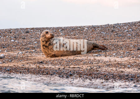 Femmina guarnizione grigio, Halichoerus grypus tirato fuori sulla spiaggia di Blakeney point sulla Costa North Norfolk. Foto Stock