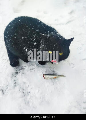 Bellissimo gatto nero lambisce quando mangiare pesce Foto Stock