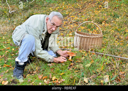 Vecchio, vitale, guardando bene man picking commestibili Milkcap Zafferano o Lactarius deliziosi funghi nel bosco in autunno Foto Stock