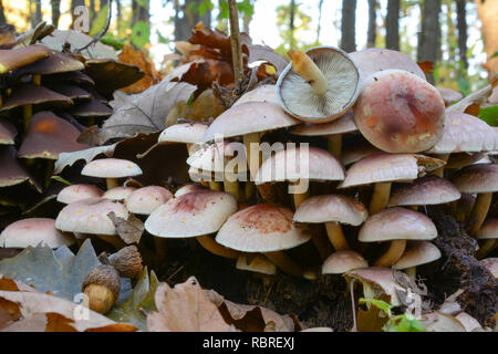 Hypholoma lateritium, o ciuffo di mattoni, cappuccio in mattoni, mattoni top funghi; in Europa questo fungo spesso considerato immangiabile o anche velenosi, ma negli Stati Uniti Foto Stock