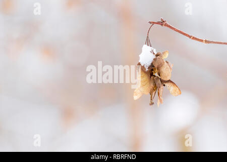 Elicottero nevoso semi di un albero di acero in inverno Foto Stock