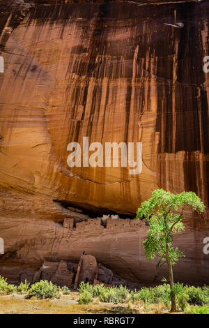 Casa bianca rovina è riparata da grotte naturali nelle rocce del Canyon De Chelly. Canyon De Chelly monumento nazionale. Foto Stock