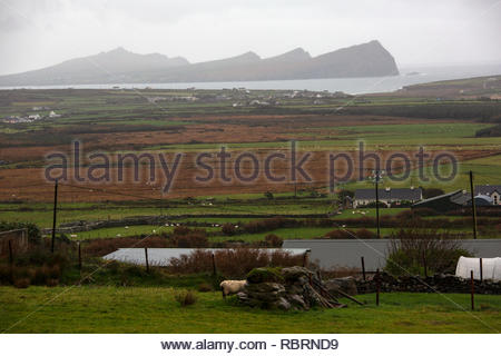 Una vista della penisola di Dingle vicino Ballydavid nella Contea di Kerry, Irlanda Foto Stock